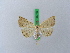  ( - BC ZSM Lep 28250)  @13 [ ] CreativeCommons - Attribution Non-Commercial Share-Alike (2010) Unspecified SNSB, Zoologische Staatssammlung Muenchen
