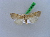  ( - BC ZSM Lep 28466)  @11 [ ] CreativeCommons - Attribution Non-Commercial Share-Alike (2010) Unspecified SNSB, Zoologische Staatssammlung Muenchen