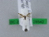  ( - BC ZSM Lep 28542)  @12 [ ] CreativeCommons - Attribution Non-Commercial Share-Alike (2010) Unspecified SNSB, Zoologische Staatssammlung Muenchen