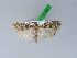  ( - BC ZSM Lep 28848)  @14 [ ] CreativeCommons - Attribution Non-Commercial Share-Alike (2010) Unspecified SNSB, Zoologische Staatssammlung Muenchen