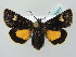  ( - BC ZSM Lep 37577)  @14 [ ] CreativeCommons - Attribution Non-Commercial Share-Alike (2010) Zoologische Staatssammlung Muenchen SNSB, Zoologische Staatssammlung Muenchen