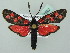  (Zygaena transalpina - BC ZSM Lep 37592)  @14 [ ] CreativeCommons - Attribution Non-Commercial Share-Alike (2010) Zoologische Staatssammlung Muenchen SNSB, Zoologische Staatssammlung Muenchen