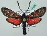  (Zygaena angelicae - BC ZSM Lep 37595)  @15 [ ] CreativeCommons - Attribution Non-Commercial Share-Alike (2010) Zoologische Staatssammlung Muenchen SNSB, Zoologische Staatssammlung Muenchen