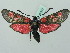  (Zygaena lonicerae - BC ZSM Lep 37597)  @14 [ ] CreativeCommons - Attribution Non-Commercial Share-Alike (2010) Zoologische Staatssammlung Muenchen SNSB, Zoologische Staatssammlung Muenchen