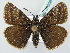  (Erynnis tages - BC ZSM Lep 37608)  @15 [ ] CreativeCommons - Attribution Non-Commercial Share-Alike (2010) Zoologische Staatssammlung Muenchen SNSB, Zoologische Staatssammlung Muenchen