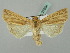  (Mythimna pallens - BC ZSM Lep 37634)  @15 [ ] CreativeCommons - Attribution Non-Commercial Share-Alike (2010) Zoologische Staatssammlung Muenchen SNSB, Zoologische Staatssammlung Muenchen