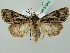 (Agrotis vestigialis - BC ZSM Lep 37650)  @15 [ ] CreativeCommons - Attribution Non-Commercial Share-Alike (2010) Zoologische Staatssammlung Muenchen SNSB, Zoologische Staatssammlung Muenchen