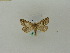  ( - BC ZSM Lep 50359)  @13 [ ] CreativeCommons - Attribution Non-Commercial Share-Alike (2010) Andreas Segerer SNSB, Zoologische Staatssammlung Muenchen