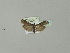  ( - BC ZSM Lep 50689)  @13 [ ] CreativeCommons - Attribution Non-Commercial Share-Alike (2010) Andreas Segerer SNSB, Zoologische Staatssammlung Muenchen