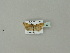  ( - BC ZSM Lep 50717)  @11 [ ] CreativeCommons - Attribution Non-Commercial Share-Alike (2010) Andreas Segerer SNSB, Zoologische Staatssammlung Muenchen