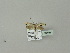  ( - BC ZSM Lep 50749)  @12 [ ] CreativeCommons - Attribution Non-Commercial Share-Alike (2010) Andreas Segerer SNSB, Zoologische Staatssammlung Muenchen