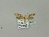  ( - BC ZSM Lep 50751)  @11 [ ] CreativeCommons - Attribution Non-Commercial Share-Alike (2010) Andreas Segerer SNSB, Zoologische Staatssammlung Muenchen