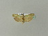  ( - BC ZSM Lep 51063)  @13 [ ] CreativeCommons - Attribution Non-Commercial Share-Alike (2010) Andreas Segerer SNSB, Zoologische Staatssammlung Muenchen