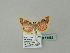  ( - BC ZSM Lep 51082)  @13 [ ] CreativeCommons - Attribution Non-Commercial Share-Alike (2010) Andreas Segerer SNSB, Zoologische Staatssammlung Muenchen