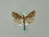  ( - BC ZSM Lep 51086)  @13 [ ] CreativeCommons - Attribution Non-Commercial Share-Alike (2010) Andreas Segerer SNSB, Zoologische Staatssammlung Muenchen