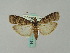  ( - BC ZSM Lep 51124)  @14 [ ] CreativeCommons - Attribution Non-Commercial Share-Alike (2010) Andreas Segerer SNSB, Zoologische Staatssammlung Muenchen