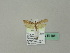  ( - BC ZSM Lep 51186)  @13 [ ] CreativeCommons - Attribution Non-Commercial Share-Alike (2010) Andreas Segerer SNSB, Zoologische Staatssammlung Muenchen