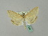  ( - BC ZSM Lep 51206)  @14 [ ] CreativeCommons - Attribution Non-Commercial Share-Alike (2010) Andreas Segerer SNSB, Zoologische Staatssammlung Muenchen