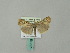  ( - BC ZSM Lep 51227)  @13 [ ] CreativeCommons - Attribution Non-Commercial Share-Alike (2010) Andreas Segerer SNSB, Zoologische Staatssammlung Muenchen
