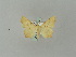  ( - BC ZSM Lep 53066)  @12 [ ] CreativeCommons - Attribution Non-Commercial Share-Alike (2010) Andreas Segerer SNSB, Zoologische Staatssammlung Muenchen