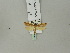  ( - BC ZSM Lep 53090)  @12 [ ] CreativeCommons - Attribution Non-Commercial Share-Alike (2010) Andreas Segerer SNSB, Zoologische Staatssammlung Muenchen