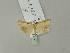  ( - BC ZSM Lep 53107)  @12 [ ] CreativeCommons - Attribution Non-Commercial Share-Alike (2010) Andreas Segerer SNSB, Zoologische Staatssammlung Muenchen