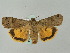  ( - BC ZSM Lep 53144)  @14 [ ] CreativeCommons - Attribution Non-Commercial Share-Alike (2010) Andreas Segerer SNSB, Zoologische Staatssammlung Muenchen