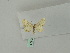  ( - BC ZSM Lep 53171)  @12 [ ] CreativeCommons - Attribution Non-Commercial Share-Alike (2010) Andreas Segerer SNSB, Zoologische Staatssammlung Muenchen