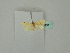  ( - BC ZSM Lep 53231)  @12 [ ] CreativeCommons - Attribution Non-Commercial Share-Alike (2010) Andreas Segerer SNSB, Zoologische Staatssammlung Muenchen