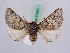  (Thaumetopoea pinivora - BC ZSM Lep 51353)  @15 [ ] CreativeCommons - Attribution Non-Commercial Share-Alike (2010) Zoologische Staatssammlung Muenchen SNSB, Zoologische Staatssammlung Muenchen