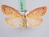  ( - BC ZSM Lep 51371)  @14 [ ] CreativeCommons - Attribution Non-Commercial Share-Alike (2010) Zoologische Staatssammlung Muenchen SNSB, Zoologische Staatssammlung Muenchen