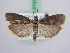  ( - BC ZSM Lep 51375)  @13 [ ] CreativeCommons - Attribution Non-Commercial Share-Alike (2010) Zoologische Staatssammlung Muenchen SNSB, Zoologische Staatssammlung Muenchen