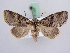  ( - BC ZSM Lep 51385)  @11 [ ] CreativeCommons - Attribution Non-Commercial Share-Alike (2010) Zoologische Staatssammlung Muenchen SNSB, Zoologische Staatssammlung Muenchen