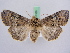  ( - BC ZSM Lep 51386)  @13 [ ] CreativeCommons - Attribution Non-Commercial Share-Alike (2010) Zoologische Staatssammlung Muenchen SNSB, Zoologische Staatssammlung Muenchen