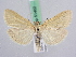  (Loxostege turbidalis - BC ZSM Lep 51402)  @14 [ ] CreativeCommons - Attribution Non-Commercial Share-Alike (2010) Zoologische Staatssammlung Muenchen SNSB, Zoologische Staatssammlung Muenchen