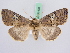  ( - BC ZSM Lep 51408)  @13 [ ] CreativeCommons - Attribution Non-Commercial Share-Alike (2010) Zoologische Staatssammlung Muenchen SNSB, Zoologische Staatssammlung Muenchen