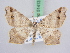  ( - BC ZSM Lep 51413)  @14 [ ] CreativeCommons - Attribution Non-Commercial Share-Alike (2010) Zoologische Staatssammlung Muenchen SNSB, Zoologische Staatssammlung Muenchen