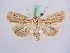  ( - BC ZSM Lep 51423)  @14 [ ] CreativeCommons - Attribution Non-Commercial Share-Alike (2010) Zoologische Staatssammlung Muenchen SNSB, Zoologische Staatssammlung Muenchen