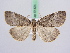  ( - BC ZSM Lep 51424)  @12 [ ] CreativeCommons - Attribution Non-Commercial Share-Alike (2010) Zoologische Staatssammlung Muenchen SNSB, Zoologische Staatssammlung Muenchen