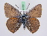  ( - BC ZSM Lep 51429)  @14 [ ] CreativeCommons - Attribution Non-Commercial Share-Alike (2010) Zoologische Staatssammlung Muenchen SNSB, Zoologische Staatssammlung Muenchen