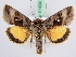  (Syngrapha hochenwarthi - BC ZSM Lep 51434)  @14 [ ] CreativeCommons - Attribution Non-Commercial Share-Alike (2010) Zoologische Staatssammlung Muenchen SNSB, Zoologische Staatssammlung Muenchen