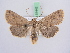  ( - BC ZSM Lep 51442)  @14 [ ] CreativeCommons - Attribution Non-Commercial Share-Alike (2010) Zoologische Staatssammlung Muenchen SNSB, Zoologische Staatssammlung Muenchen