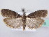  ( - BC ZSM Lep 61175)  @13 [ ] CreativeCommons - Attribution Non-Commercial Share-Alike (2010) Zoologische Staatssammlung Muenchen SNSB, Zoologische Staatssammlung Muenchen