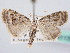 ( - BC ZSM Lep 61178)  @11 [ ] CreativeCommons - Attribution Non-Commercial Share-Alike (2010) Zoologische Staatssammlung Muenchen SNSB, Zoologische Staatssammlung Muenchen