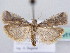  ( - BC ZSM Lep 61192)  @14 [ ] CreativeCommons - Attribution Non-Commercial Share-Alike (2010) Zoologische Staatssammlung Muenchen SNSB, Zoologische Staatssammlung Muenchen