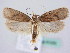  ( - BC ZSM Lep 61203)  @14 [ ] CreativeCommons - Attribution Non-Commercial Share-Alike (2010) Zoologische Staatssammlung Muenchen SNSB, Zoologische Staatssammlung Muenchen