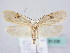  (Agonopterix petasitis - BC ZSM Lep 61206)  @15 [ ] CreativeCommons - Attribution Non-Commercial Share-Alike (2010) Zoologische Staatssammlung Muenchen SNSB, Zoologische Staatssammlung Muenchen