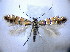 ( - BC ZSM Lep 61384)  @11 [ ] CreativeCommons - Attribution Non-Commercial Share-Alike (2010) Zoologische Staatssammlung Muenchen SNSB, Zoologische Staatssammlung Muenchen
