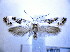  ( - BC ZSM Lep 61401)  @13 [ ] CreativeCommons - Attribution Non-Commercial Share-Alike (2010) Zoologische Staatssammlung Muenchen SNSB, Zoologische Staatssammlung Muenchen