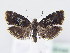  (Prochoreutis holotoxa - BC ZSM Lep 61440)  @13 [ ] CreativeCommons - Attribution Non-Commercial Share-Alike (2010) Zoologische Staatssammlung Muenchen SNSB, Zoologische Staatssammlung Muenchen